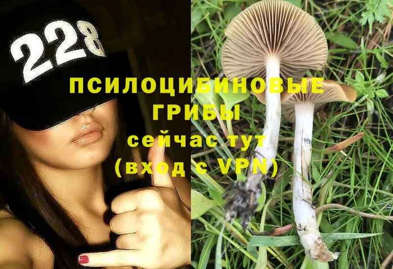 Псилоцибиновые грибы MAGIC MUSHROOMS  OMG ссылка  Валуйки  даркнет сайт 